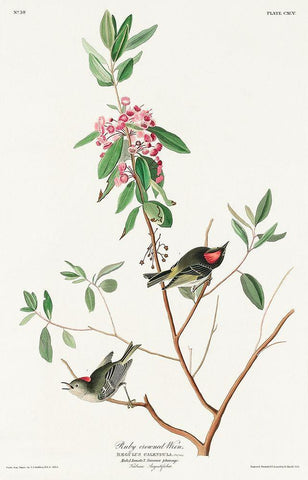 Ruby crowned Wren White Modern Wood Framed Art Print with Double Matting by Audubon, John James