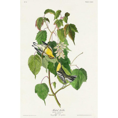 Hemlock Warbler Gold Ornate Wood Framed Art Print with Double Matting by Audubon, John James
