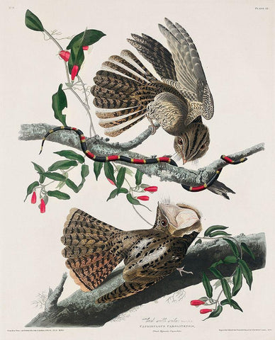 Chuck-wills Widow  White Modern Wood Framed Art Print with Double Matting by Audubon, John James