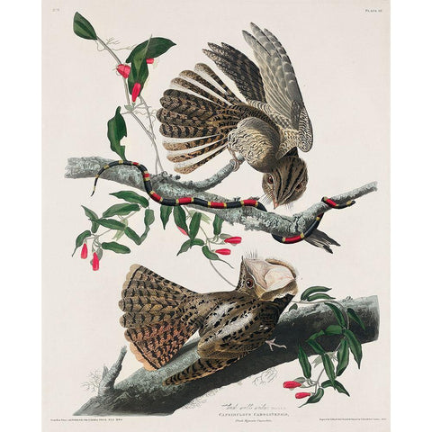 Chuck-wills Widow  Gold Ornate Wood Framed Art Print with Double Matting by Audubon, John James