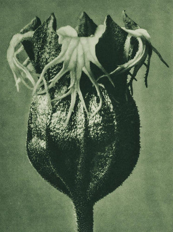 Tellima randiflora (Fringe Cups) White Modern Wood Framed Art Print with Double Matting by Blossfeldt, Karl