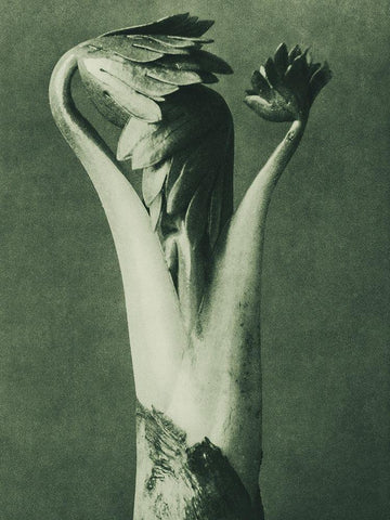 Aconitum (Aconite or Monks Hood) White Modern Wood Framed Art Print with Double Matting by Blossfeldt, Karl