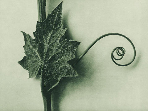 Bryonia Alba (White Bryony) White Modern Wood Framed Art Print with Double Matting by Blossfeldt, Karl