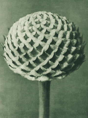 Cephalaria (Small Teasel) White Modern Wood Framed Art Print with Double Matting by Blossfeldt, Karl