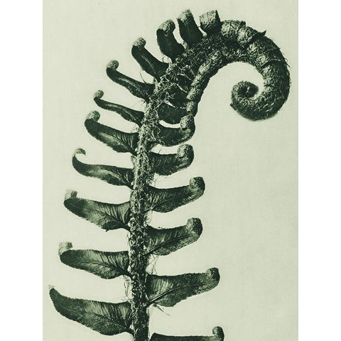 Polystichum Munitum (Prickly Shield–Fern) Black Modern Wood Framed Art Print with Double Matting by Blossfeldt, Karl