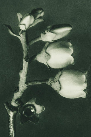 Vaccinium Corymbosum (Blueberry) White Modern Wood Framed Art Print with Double Matting by Blossfeldt, Karl