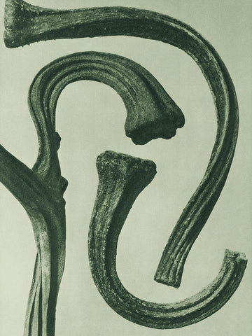 Cucurbita (stems of a Pumpkin) White Modern Wood Framed Art Print with Double Matting by Blossfeldt, Karl