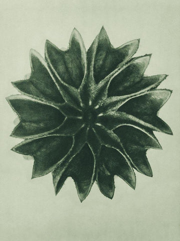 Abutilon (Lime Mallow) Black Ornate Wood Framed Art Print with Double Matting by Blossfeldt, Karl