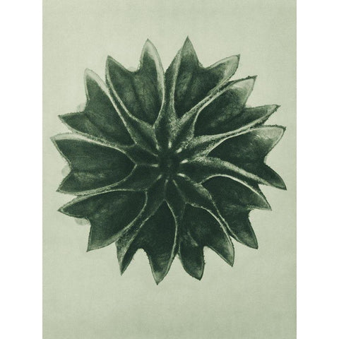 Abutilon (Lime Mallow) Black Modern Wood Framed Art Print with Double Matting by Blossfeldt, Karl