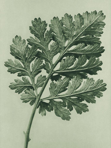 Chrysanthemum parthenium (Feverfew chrysanthemum) White Modern Wood Framed Art Print with Double Matting by Blossfeldt, Karl