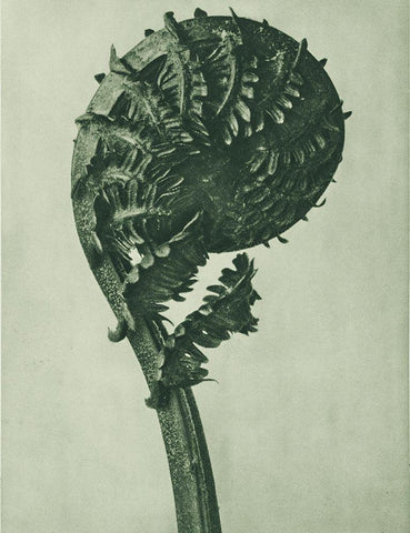 enlarged 8 times from Urformen der Kunst White Modern Wood Framed Art Print with Double Matting by Blossfeldt, Karl