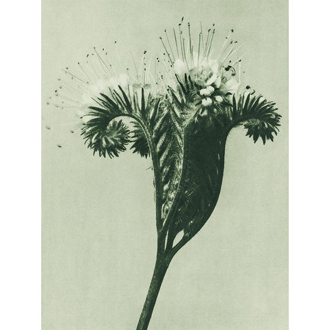 Phacelia tanacetifolia (Lacy Phacelia) Black Modern Wood Framed Art Print by Blossfeldt, Karl