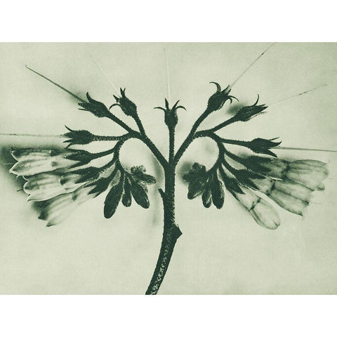 Symphytum officinale (Common Comfrey) Black Modern Wood Framed Art Print by Blossfeldt, Karl