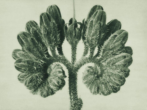 Symphytum Officinale (Common Comfrey) Black Ornate Wood Framed Art Print with Double Matting by Blossfeldt, Karl