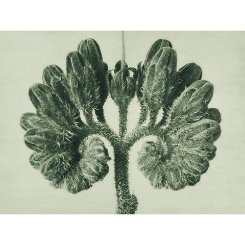 Symphytum Officinale (Common Comfrey) Black Modern Wood Framed Art Print by Blossfeldt, Karl