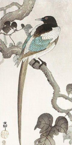 Magpie on tree branch White Modern Wood Framed Art Print with Double Matting by Koson, Ohara