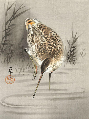 Snipe in the water White Modern Wood Framed Art Print with Double Matting by Koson, Ohara