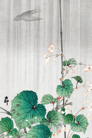 Begonia in the rain White Modern Wood Framed Art Print with Double Matting by Koson, Ohara