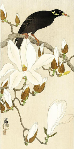 Myna on Magnolia Branch White Modern Wood Framed Art Print with Double Matting by Koson, Ohara