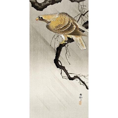 Eagle on branch Gold Ornate Wood Framed Art Print with Double Matting by Koson, Ohara