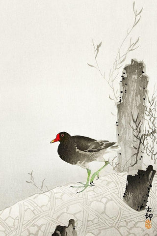 Moorhen Black Ornate Wood Framed Art Print with Double Matting by Koson, Ohara