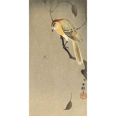 Buffalo wing shrike and spider White Modern Wood Framed Art Print by Koson, Ohara