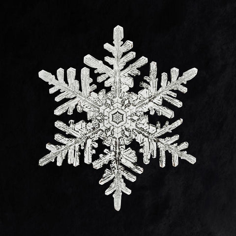 Snowflake 1152 White Modern Wood Framed Art Print with Double Matting by Bentley, Wilson