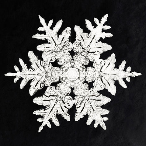 Snowflake 990 White Modern Wood Framed Art Print with Double Matting by Bentley, Wilson