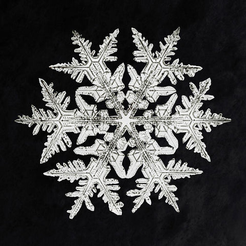 Snowflake 920 White Modern Wood Framed Art Print with Double Matting by Bentley, Wilson