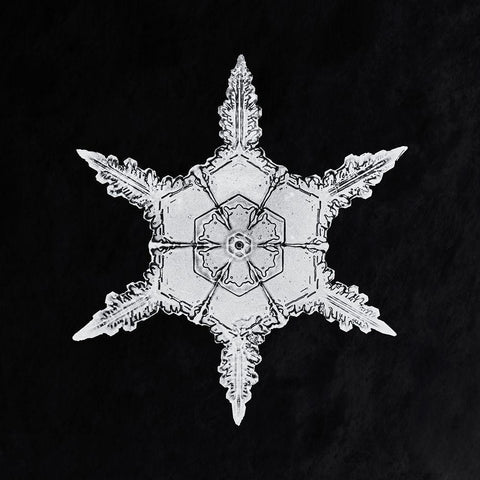 Snowflake 342 White Modern Wood Framed Art Print with Double Matting by Bentley, Wilson