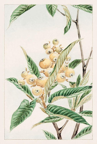 Biwa loquat White Modern Wood Framed Art Print with Double Matting by Morikaga, Megata
