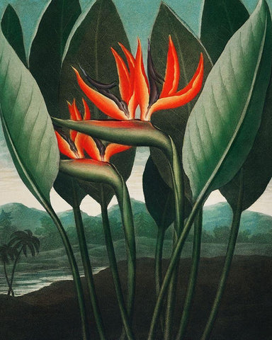 The Queen Plant from The Temple of Flora White Modern Wood Framed Art Print with Double Matting by Thornton, Robert John