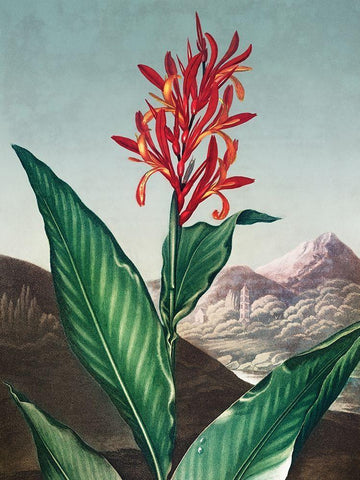 Indian Reed from The Temple of Flora White Modern Wood Framed Art Print with Double Matting by Thornton, Robert John