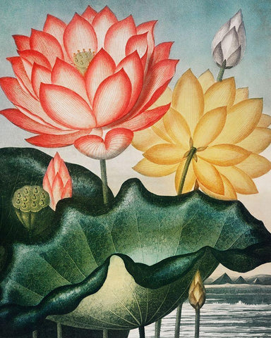 The Sacred Egyptian Bean from The Temple of Flora White Modern Wood Framed Art Print with Double Matting by Thornton, Robert John