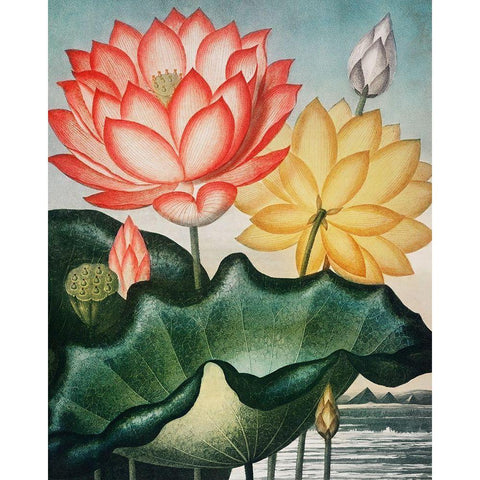 The Sacred Egyptian Bean from The Temple of Flora Black Modern Wood Framed Art Print by Thornton, Robert John