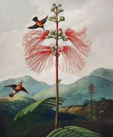 Large Flowering Sensitive Plant from The Temple of Flora White Modern Wood Framed Art Print with Double Matting by Thornton, Robert John