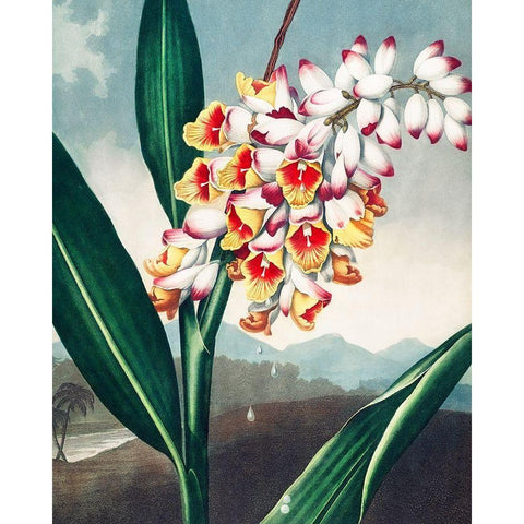 The Nodding Renealmia from The Temple of Flora Gold Ornate Wood Framed Art Print with Double Matting by Thornton, Robert John