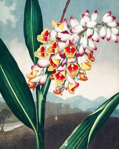 The Nodding Renealmia from The Temple of Flora White Modern Wood Framed Art Print with Double Matting by Thornton, Robert John