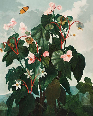 The Oblique Leaved Begonia from The Temple of Flora White Modern Wood Framed Art Print with Double Matting by Thornton, Robert John