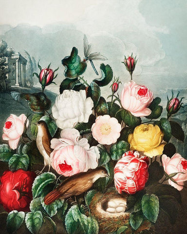 Roses from The Temple of Flora White Modern Wood Framed Art Print with Double Matting by Thornton, Robert John