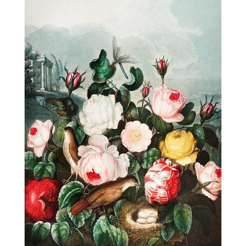 Roses from The Temple of Flora Black Modern Wood Framed Art Print by Thornton, Robert John