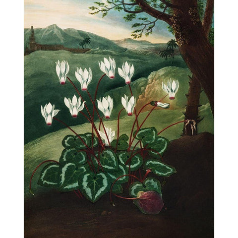 The Persian Cyclamen from The Temple of Flora Gold Ornate Wood Framed Art Print with Double Matting by Thornton, Robert John