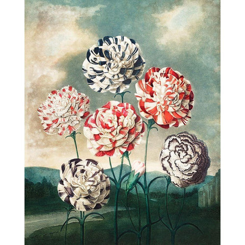 A Group of Carnations from The Temple of Flora Gold Ornate Wood Framed Art Print with Double Matting by Thornton, Robert John