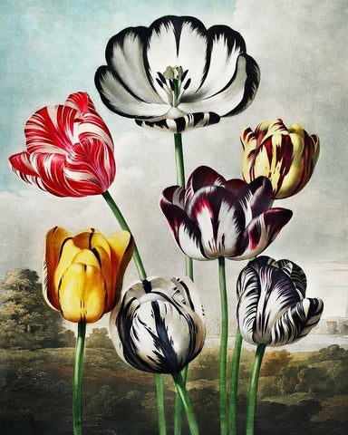 Tulips from The Temple of Flora White Modern Wood Framed Art Print with Double Matting by Thornton, Robert John