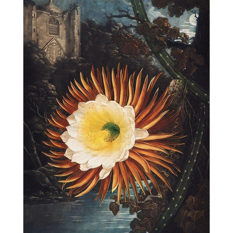 The Night Blowing Cereus from The Temple of Flora Black Modern Wood Framed Art Print with Double Matting by Thornton, Robert John