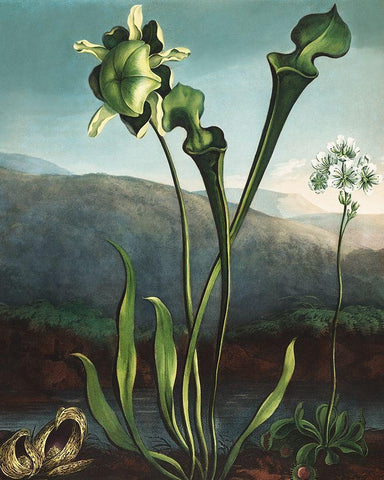 American Bog Plants from The Temple of Flora Black Ornate Wood Framed Art Print with Double Matting by Thornton, Robert John