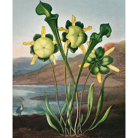 Pitcher Plant from The Temple of Flora White Modern Wood Framed Art Print by Thornton, Robert John