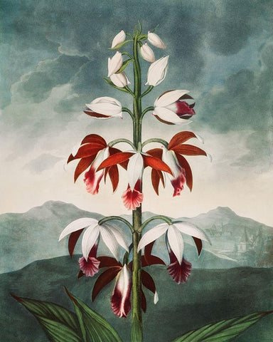 The Chinese Limodoron from The Temple of Flora White Modern Wood Framed Art Print with Double Matting by Thornton, Robert John