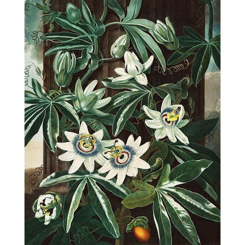 The Passiflora Cerulea from The Temple of Flora White Modern Wood Framed Art Print by Thornton, Robert John