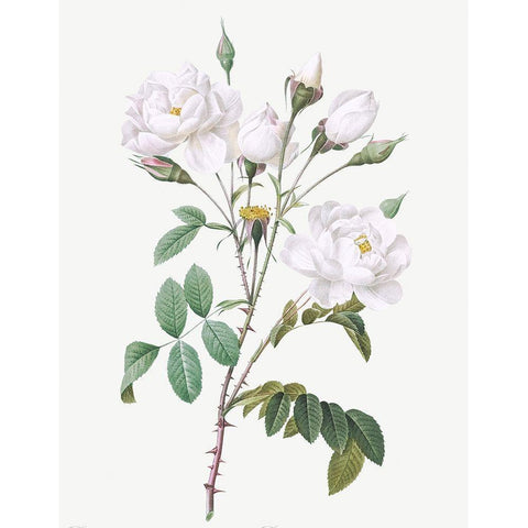 Rosa Campanulata Alba, Pink Bellflowers to White Flowers White Modern Wood Framed Art Print by Redoute, Pierre Joseph